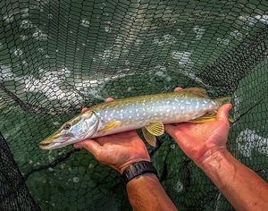 Northern Pike