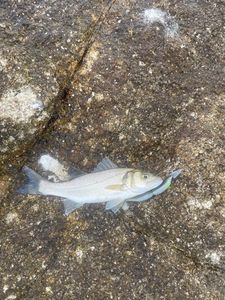 European Bass (Seabass)