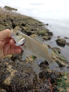 European Bass (Seabass)