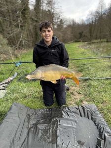 Mirror Carp