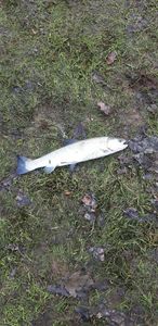 Rainbow Trout
