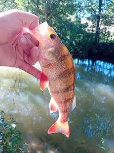 European Perch