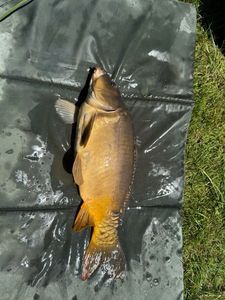 Leather Carp
