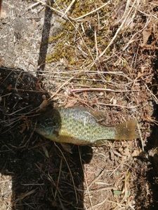Green Sunfish