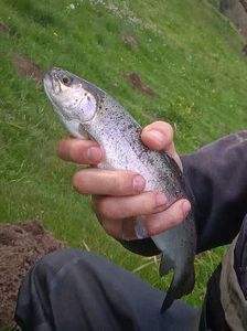 Rainbow Trout