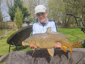 Common Carp