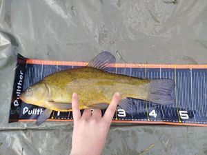 Tench