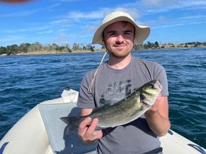 European Bass (Seabass)