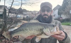 Largemouth Bass