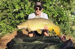 Common Carp