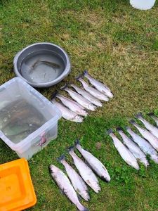 Brown Trout