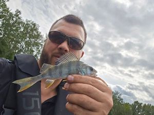 European Perch