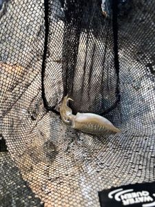 Common Cuttlefish