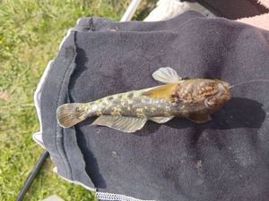 Round Goby