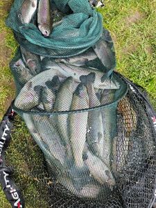 Rainbow Trout