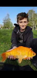 Goldfish