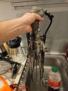 Common Octopus