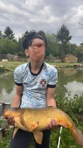 Common Carp
