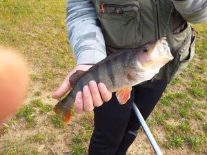 European Perch
