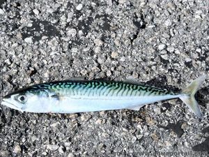 Chub Mackerel
