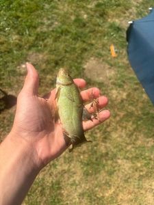 Tench