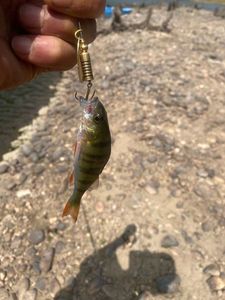 European Perch