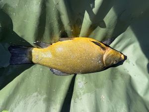 Tench