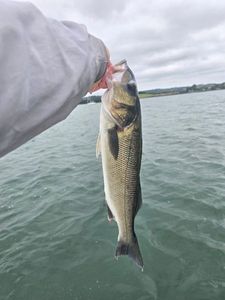 European Bass (Seabass)