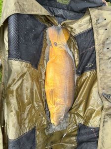 Leather Carp