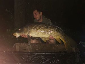 Common Carp