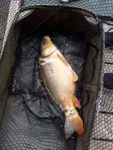 Koï Fish
