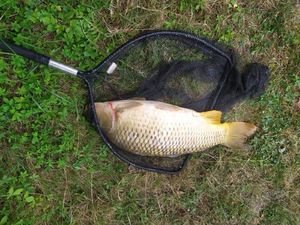 Common Carp