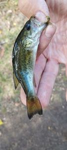 Largemouth Bass caught by Vincent Hourcq