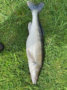 Zander