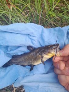 Black Bullhead