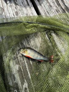 European Perch