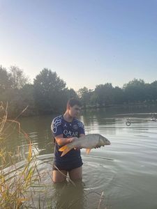 Common Carp