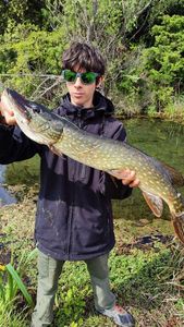 Northern Pike