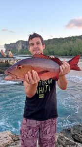 Two-spot Red Snapper