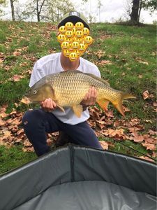 Common Carp