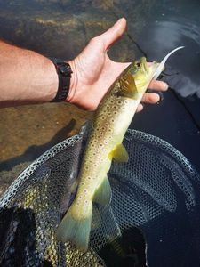 Brown Trout