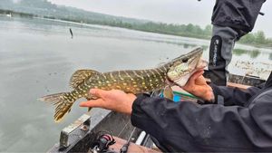 Northern Pike