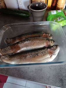 Rainbow Trout