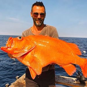 African Red Snapper