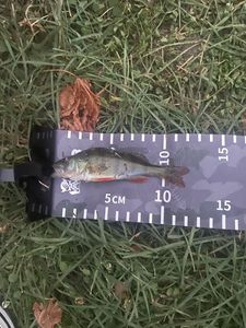 European Perch