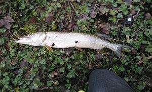 Northern Pike