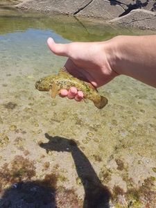 Giant Goby