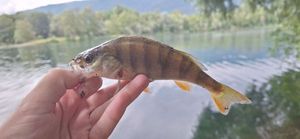 European Perch