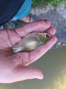 Crucian Carp