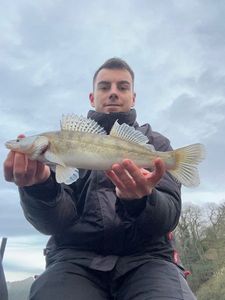 Zander